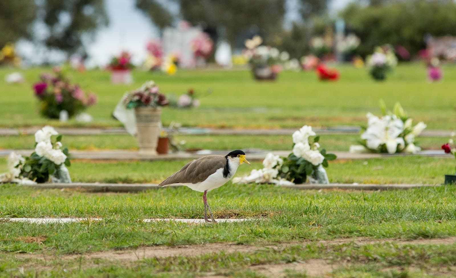 Lilydale Memorial Park premises