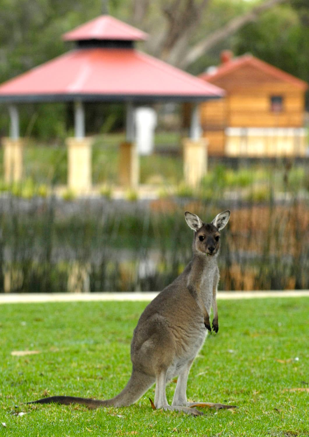 Pinnaroo Valley Memorial Park premises